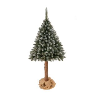 choinka świerk na pniu